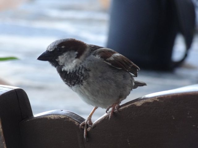 DSC05504