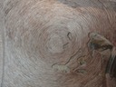 DSC03370