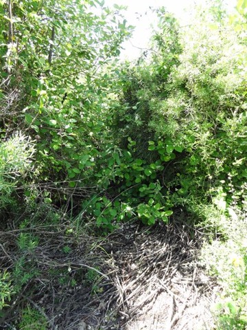 DSC04037