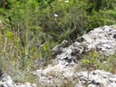 DSC04050