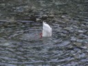 DSC04090