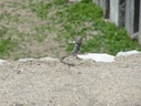 DSC04383