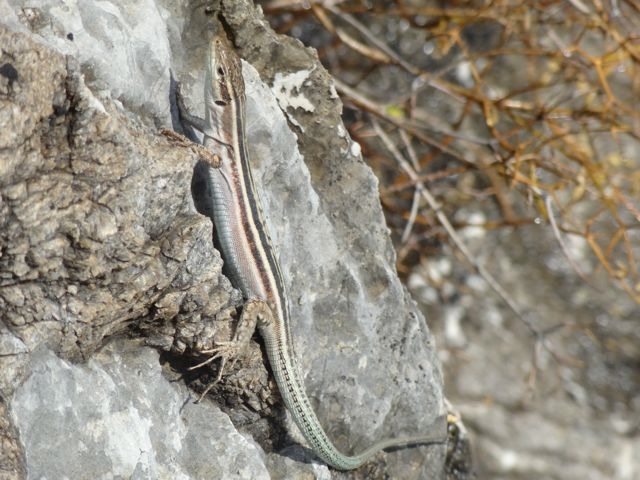 DSC05622