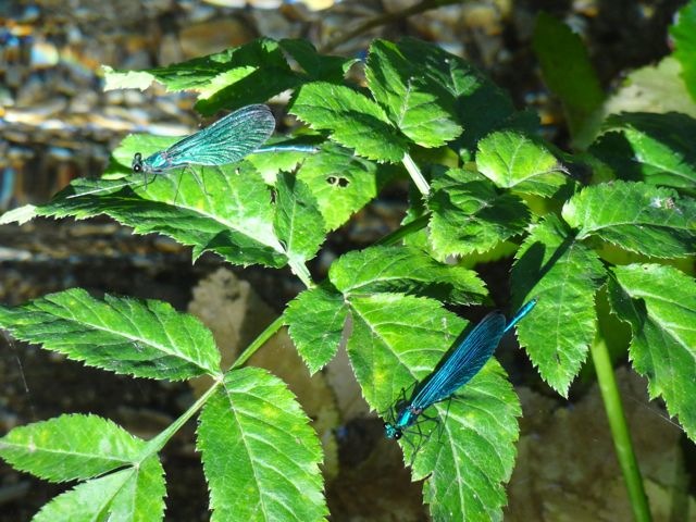 DSC06550
