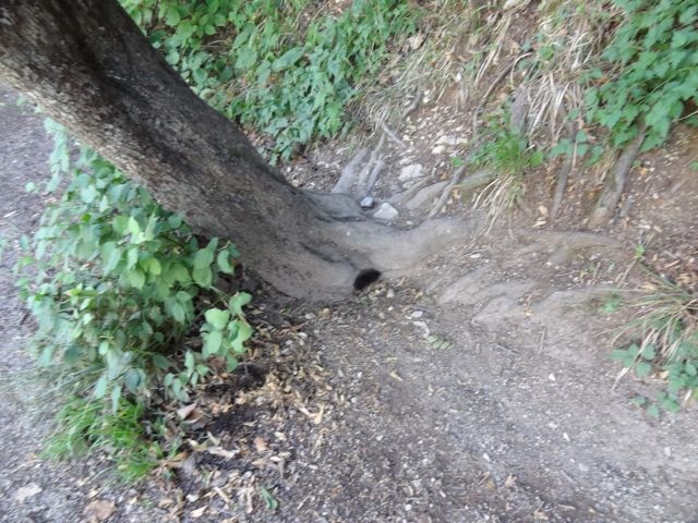 DSC07565