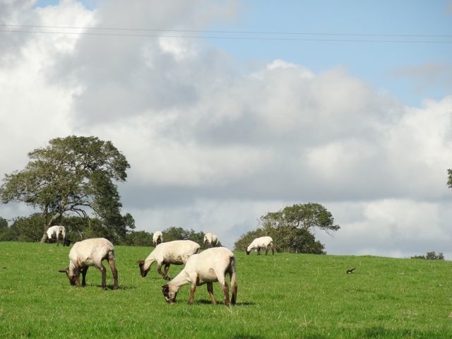 DSC08524
